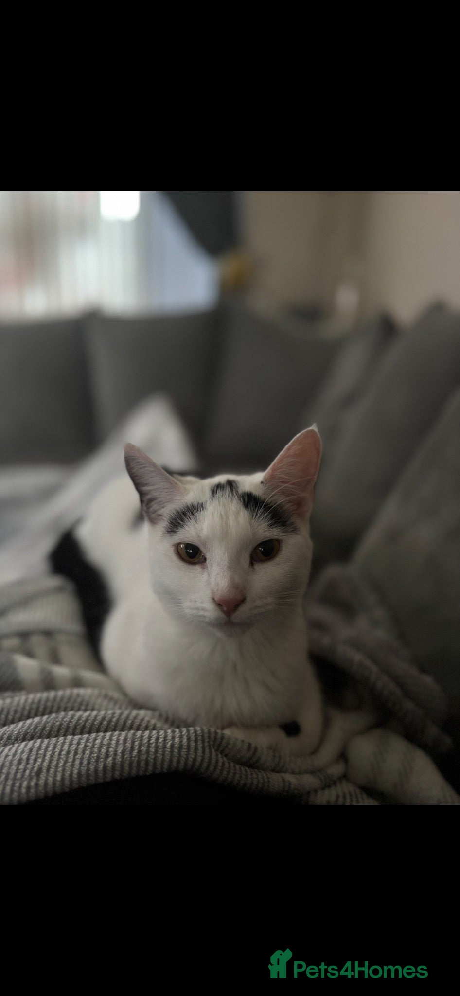 Mixed Breed cats Last male kitten! - Advert 1