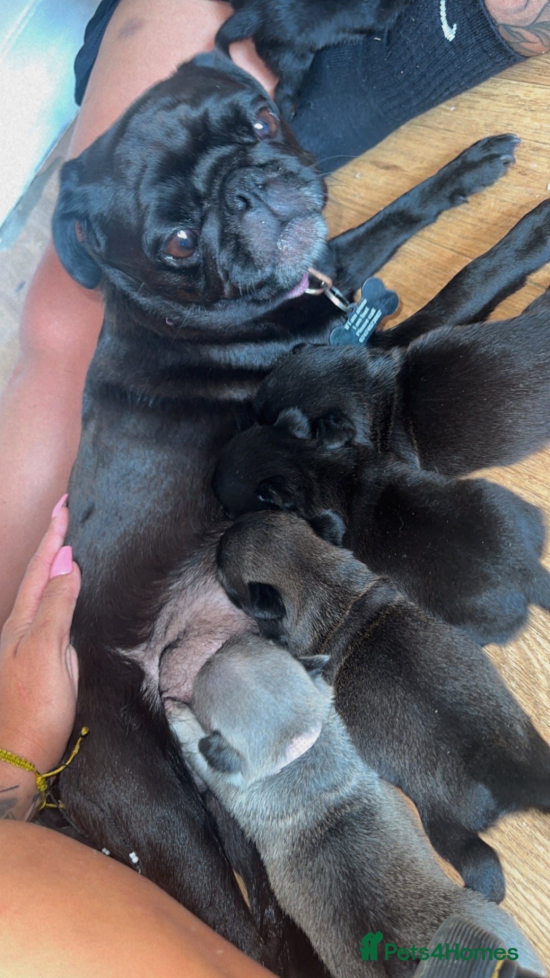 Pug dogs for sale: 7 Pug puppies  - Image 5