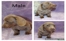 Miniature Dachshund dogs for sale: Kc registered miniature Dachshund puppies  - Image 11