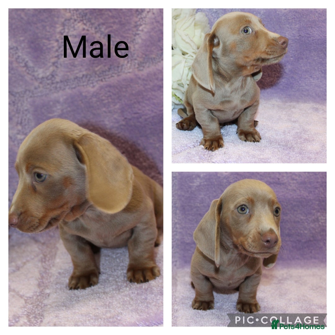 Miniature Dachshund dogs for sale: Kc registered miniature Dachshund puppies  - Image 11