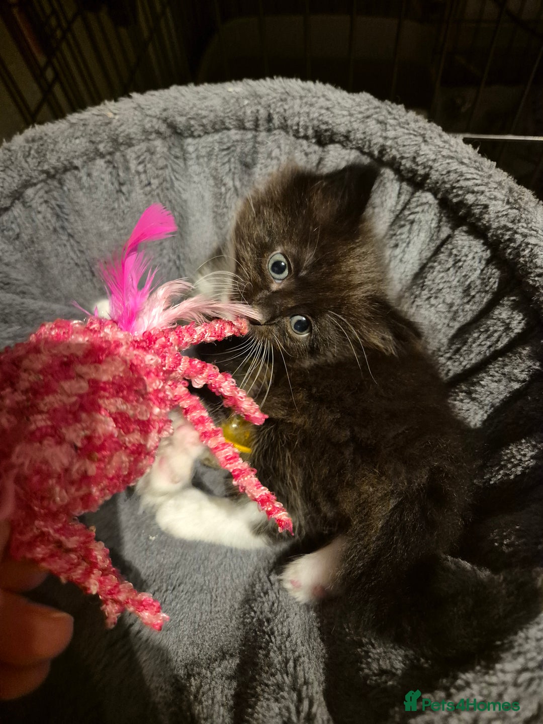 Mixed Breed cats for sale: Half Ragdoll kittens  - Advert 14