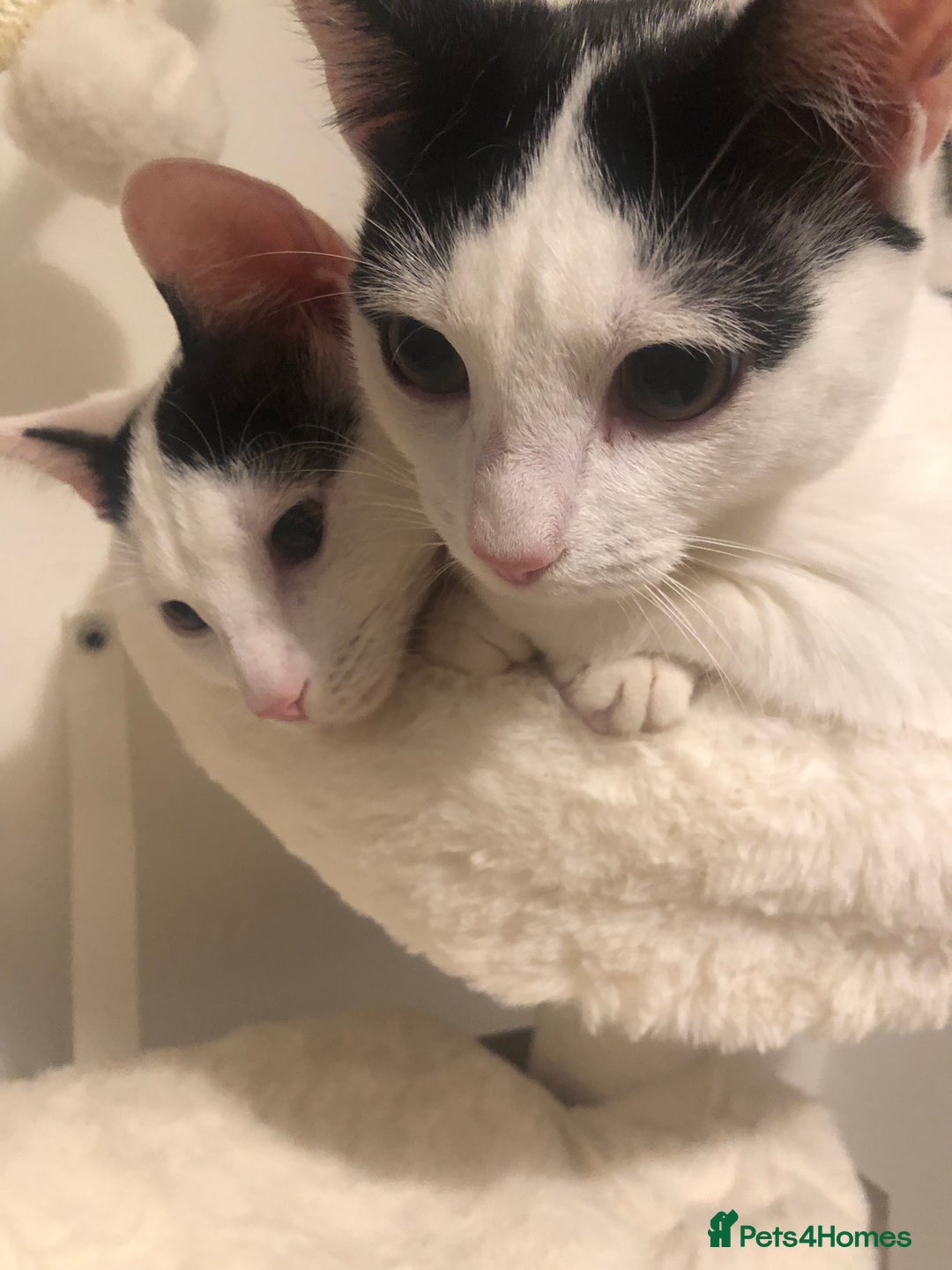 European cats for sale: 2 adorable female kittens 16 weeks  - Image 4