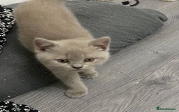 British Shorthair cats for sale: Beautiful British Short Hair Kittens - Image 3