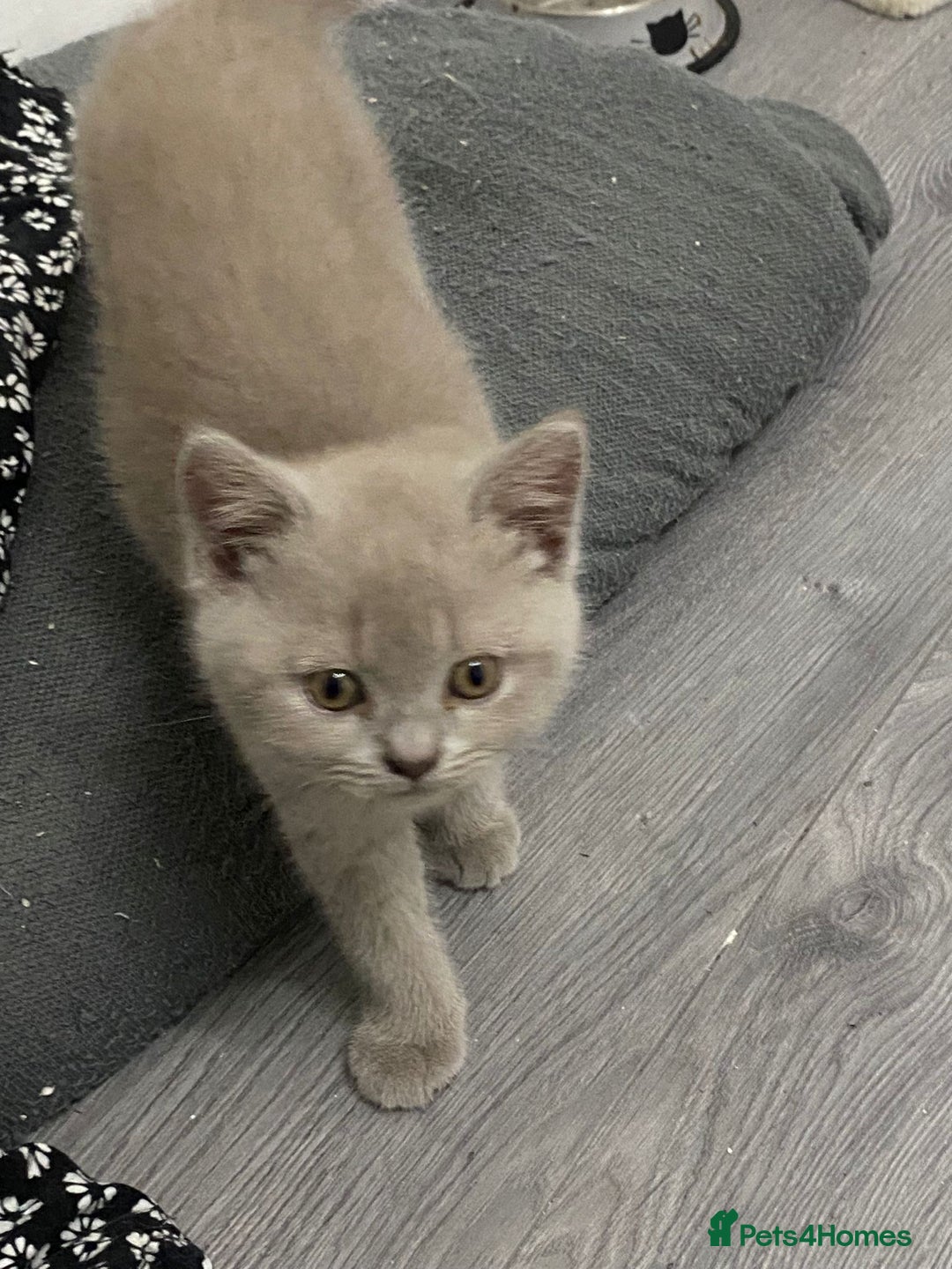 British Shorthair cats for sale: Beautiful British Short Hair Kittens - Image 3