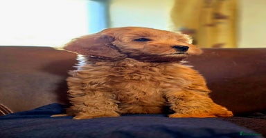 Cockapoo dogs - Advert 11