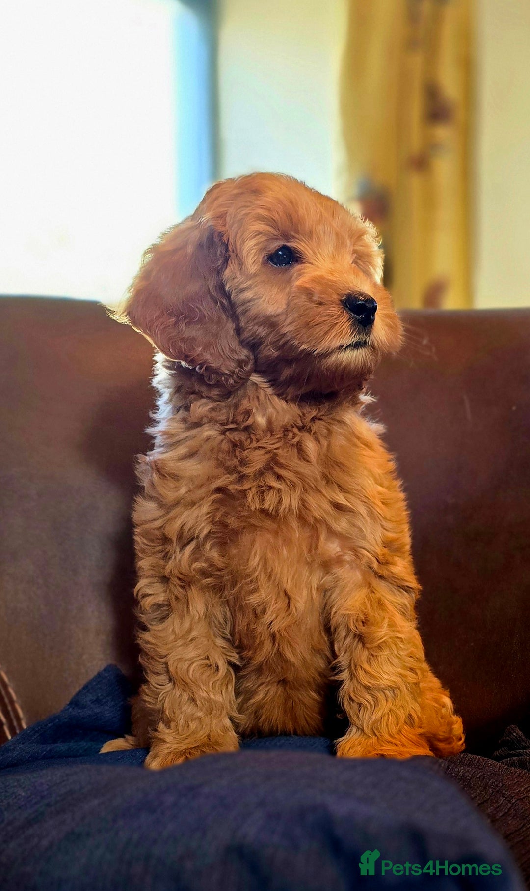 Cockapoo dogs for sale: Stunning F1b cockerpoo male - Advert 9