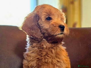 Cockapoo dogs - Advert 36