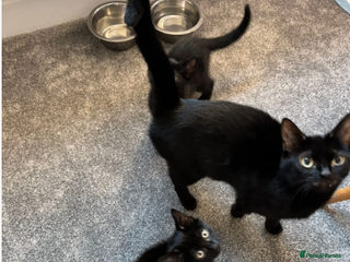 British Shorthair cats Brother And Sister (must stay together) - Advert 1