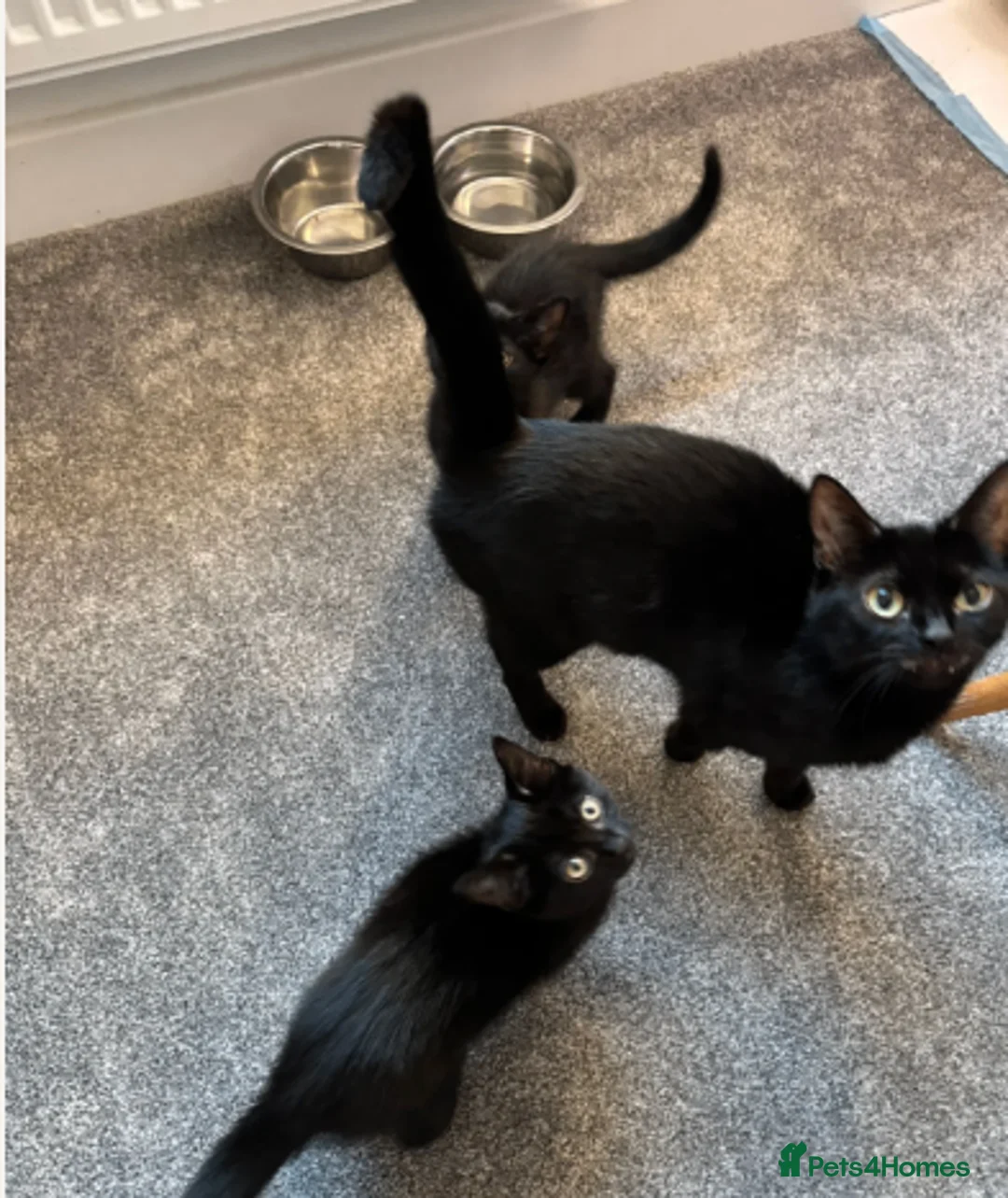 British Shorthair cats for sale: Cute black kittys available - Advert 1