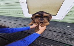 Cockapoo dogs for sale: Need them gone Asap - Image 2