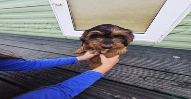 Cockapoo dogs - Advert 1