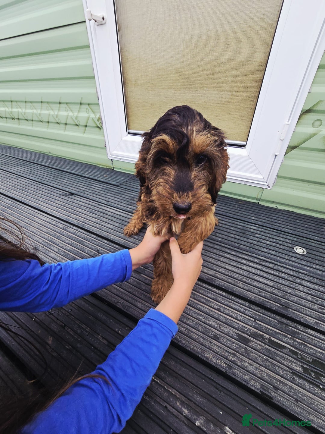 Cockapoo dogs for sale: Need them gone Asap - Image 2