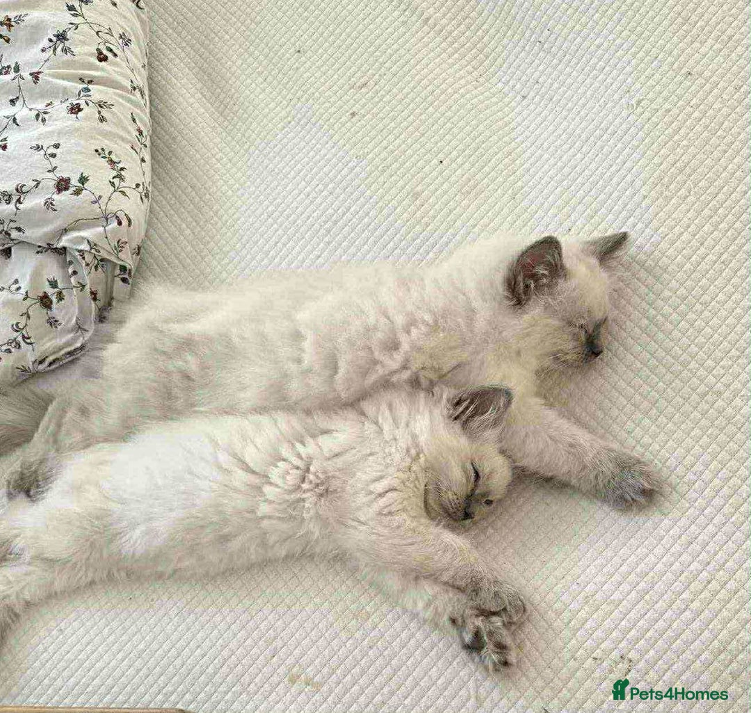 Ragdoll cats for sale: Ragdoll Kittens - Image 3