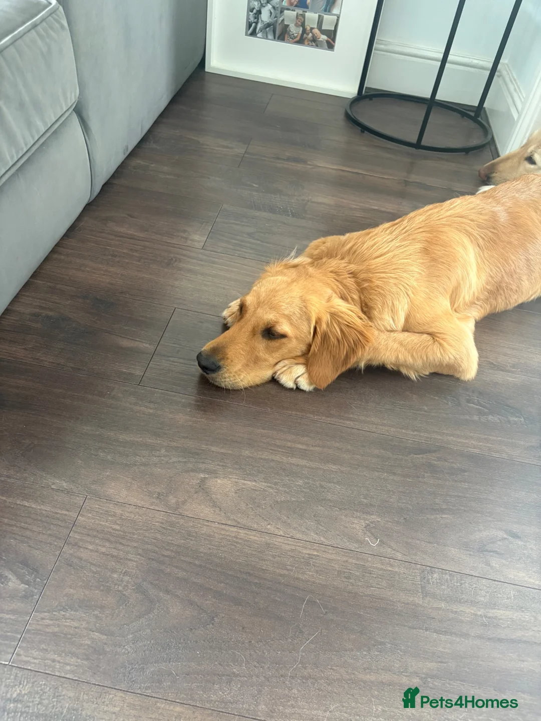 Golden Retriever dogs for sale: Little Annie  - Advert 5