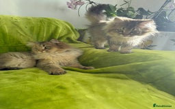 British Longhair cats for sale: British Longhair Kitten for sale  - Image 2