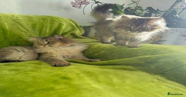 British Longhair cats - Advert 4