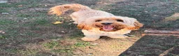 Cockapoo dogs for stud: Beautiful F1 Cockapoo Available for Stud 🐾 in Mitcham - Advert 1