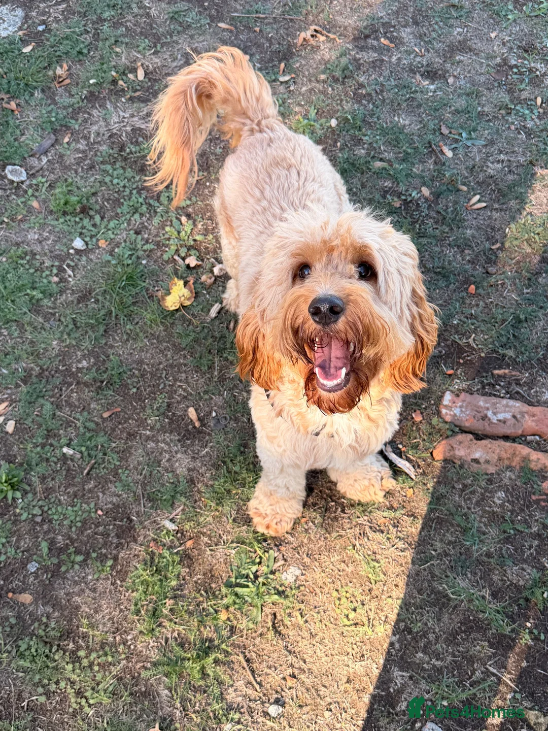 Cockapoo dogs for stud: Beautiful F1 Cockapoo Available for Stud 🐾 in Mitcham - Advert 1