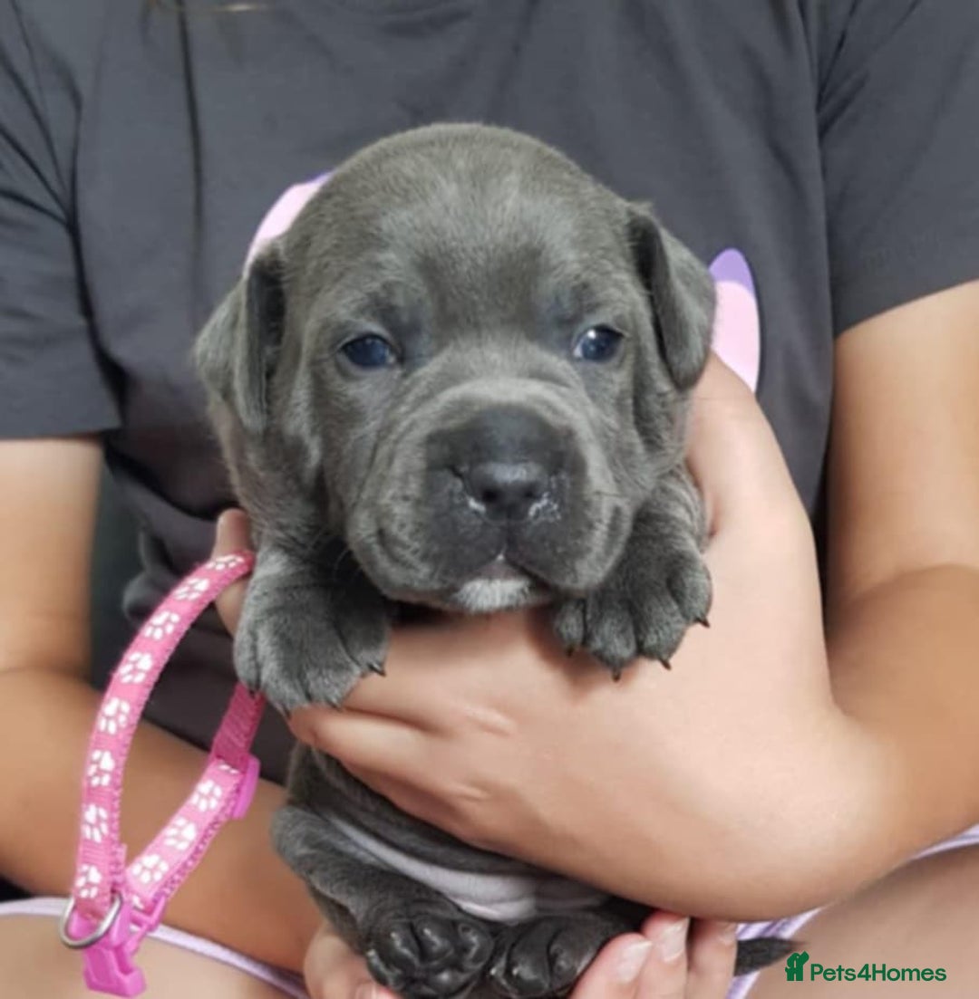 Staffordshire Bull Terrier dogs for sale: Beautiffull KC Staffordshire bull terrier  pups. - Image 14