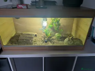 Tortoise reptiles 2 x Horsefield Tortoise male & 1 x female - Advert 3