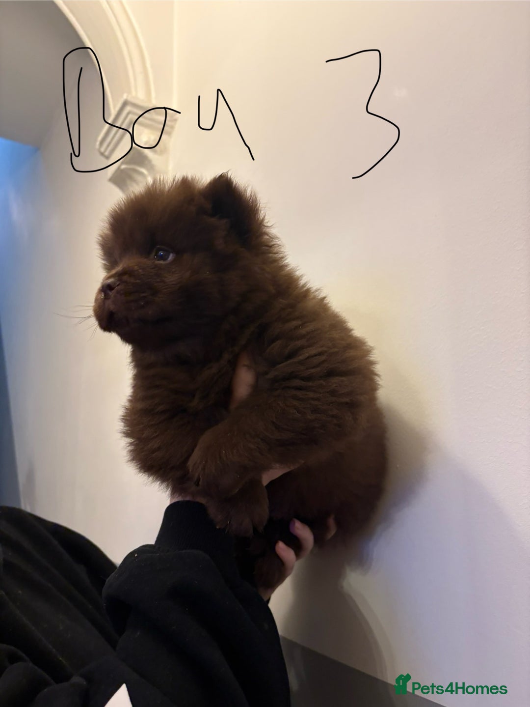 Chow Chow dogs for sale:  🐾 Exclusive Chow Chow Puppies  - Advert 25