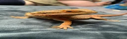 Bearded Dragon reptiles for sale: Lando! Please read description! in Halifax - Advert 2