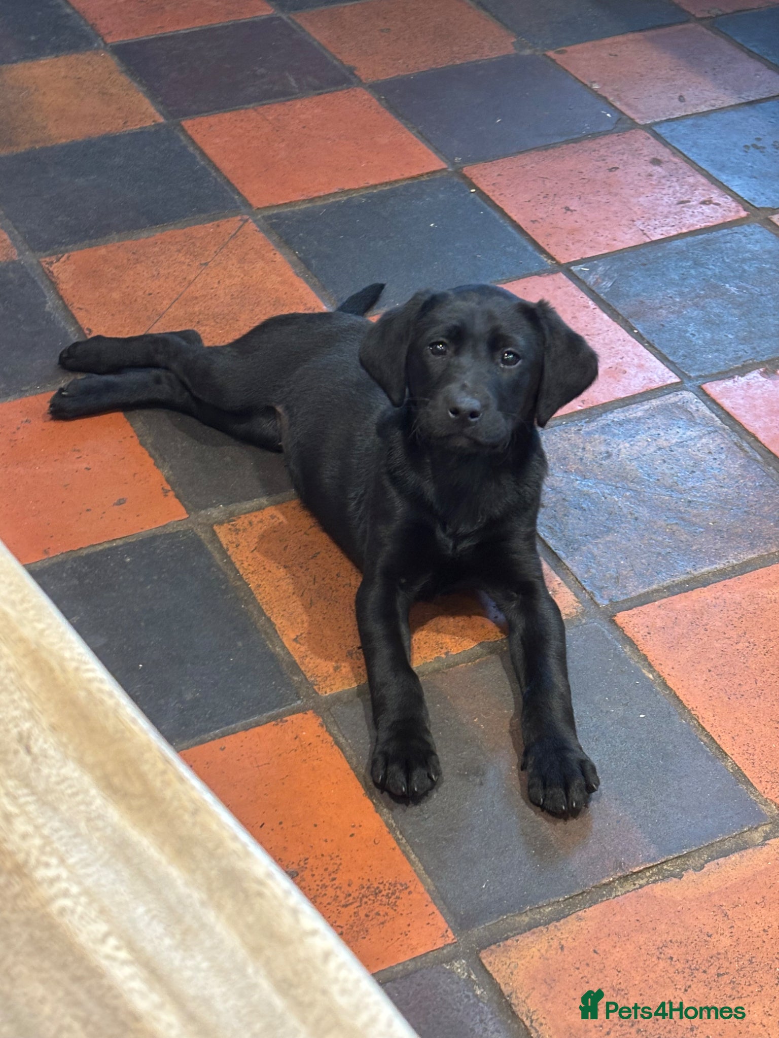 Labrador Retriever dogs ONE Black Lab Puppy  - Advert 13