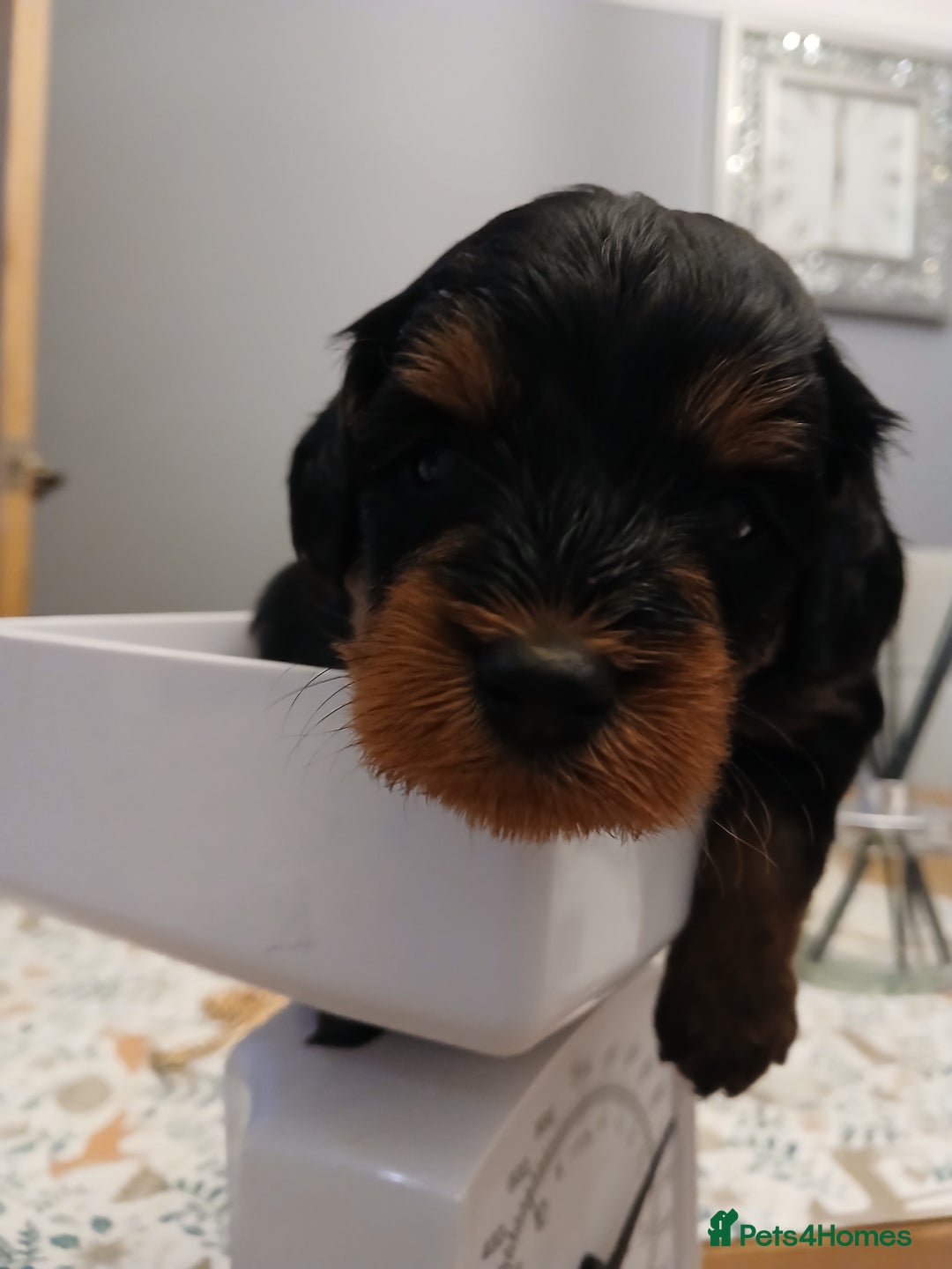 Schnoodle dogs for sale: Schnoodle puppies  - Advert 14