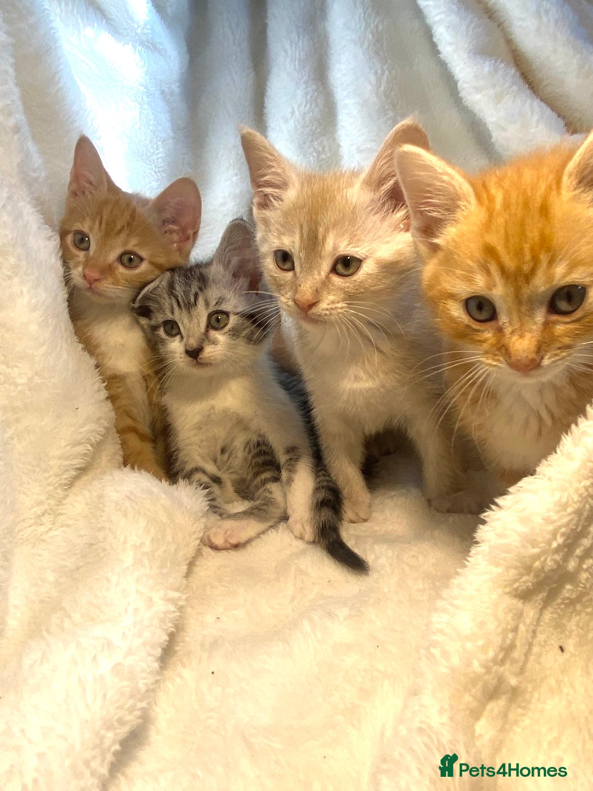 Mixed Breed cats Cute kittens ready for their new homes 🏡  - Advert 1