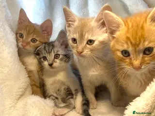 Mixed Breed cats Cute kittens ready for their new homes 🏡 - Advert 1