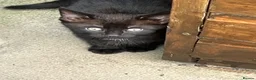 Mixed Breed cats for sale: 2 lovely kittens  - Advert 2