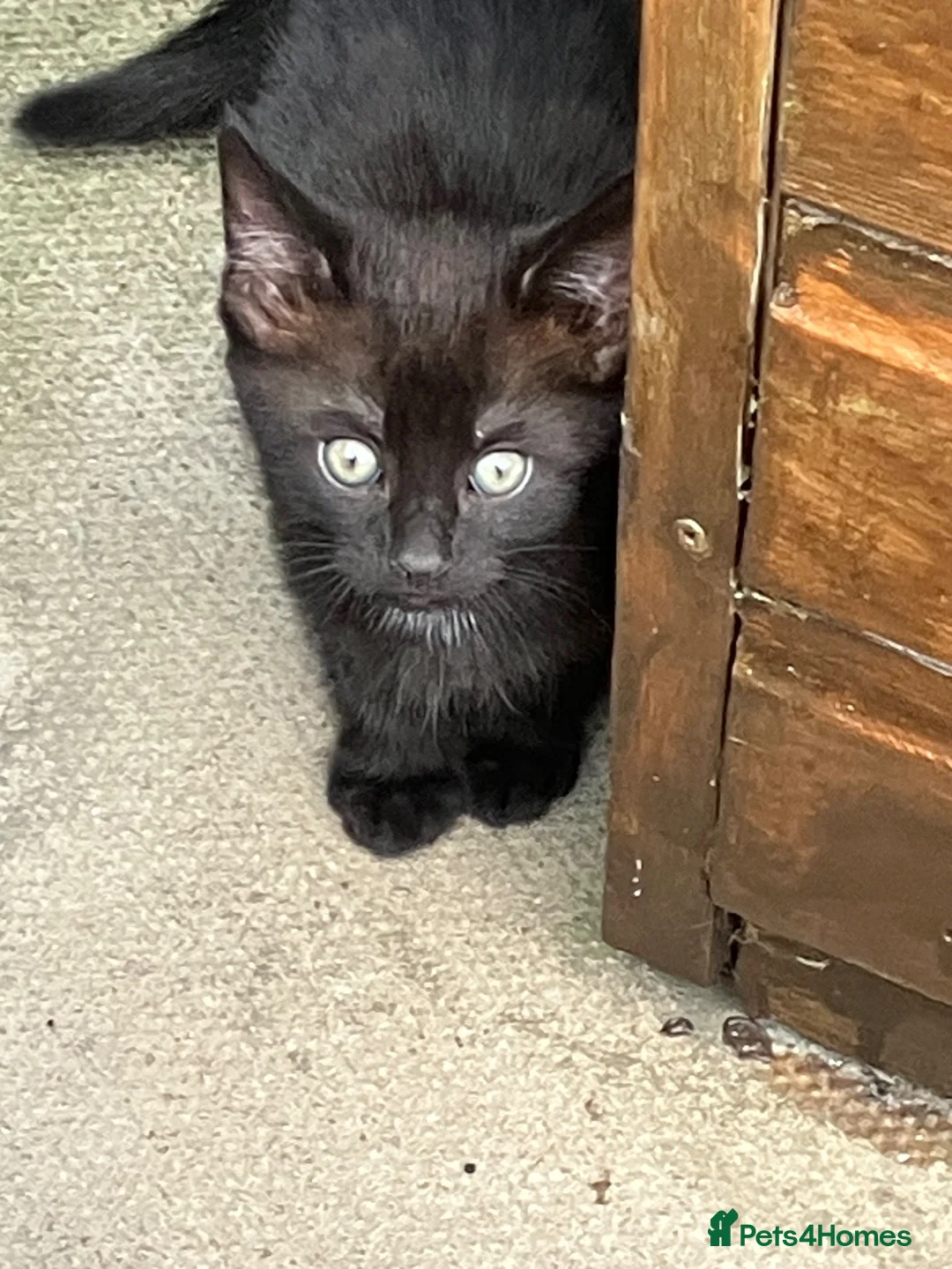 Mixed Breed cats for sale: 2 lovely kittens  - Advert 2