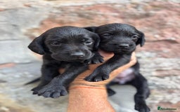 Springador dogs for sale: Stunning black/black&white springador pups - Image 3