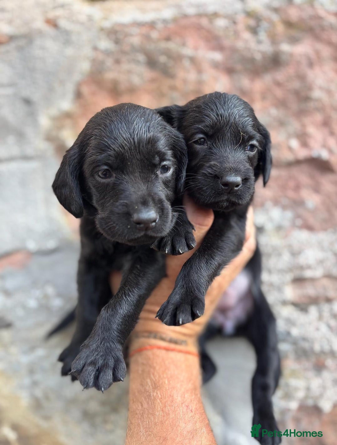 Springador dogs for sale: Stunning black/black&white springador pups - Image 3