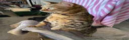 Bengal cats for sale: Bengal Female (indoor only) in Southampton - Advert 13