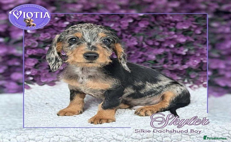 Dachshund dogs - Advert 3