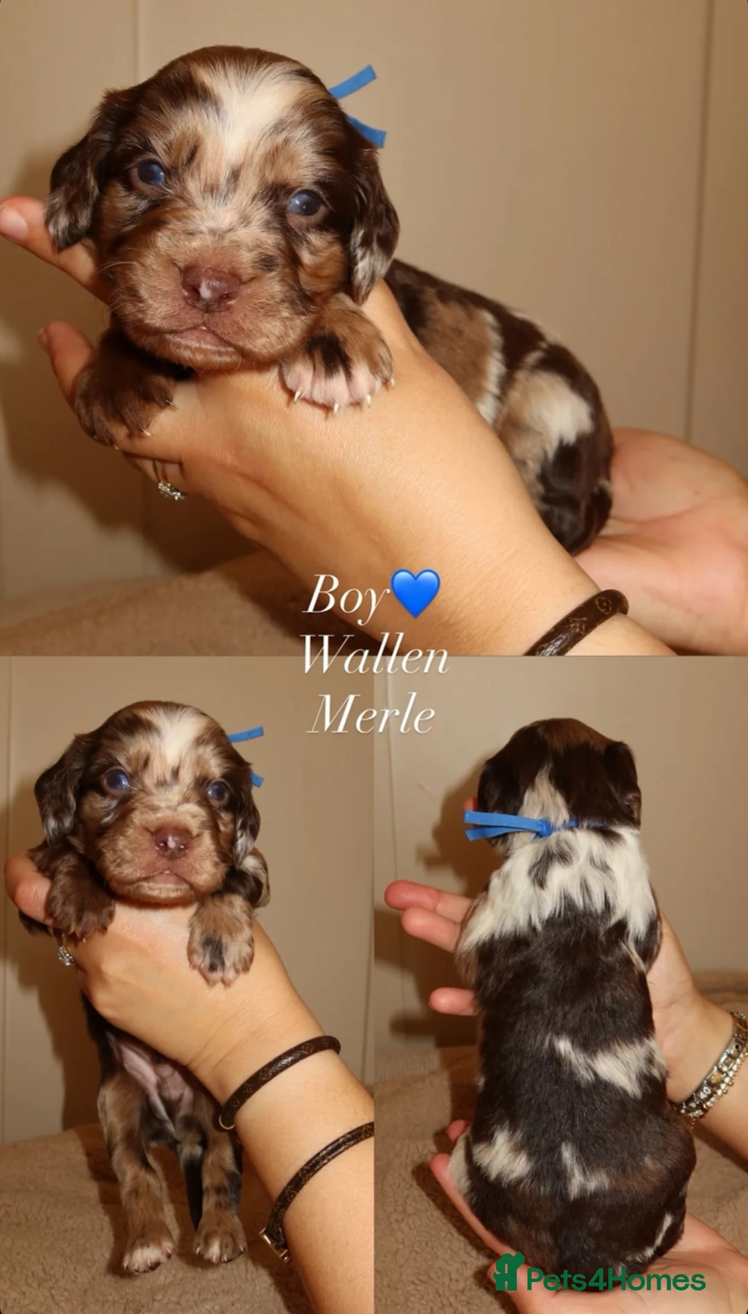 Cockapoo dogs for sale: 8 beautiful F1 B Cockapoos for sale  - Advert 16