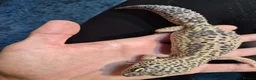 Leopard Gecko reptiles for sale: Leopard gecko - Advert 2