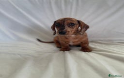 Miniature Dachshund dogs for sale: 🌈😍1 outstanding boy Dachund ready now 😍🌈 - Image 5