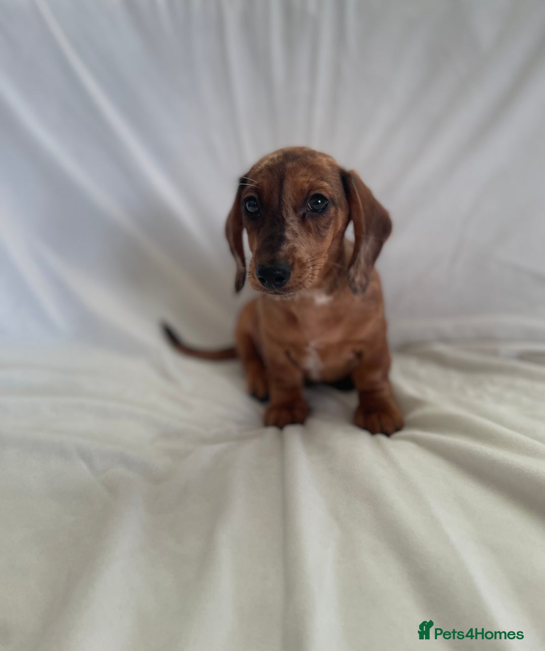 Miniature Dachshund dogs for sale: 🌈😍1 outstanding boy Dachund ready now 😍🌈 - Image 5