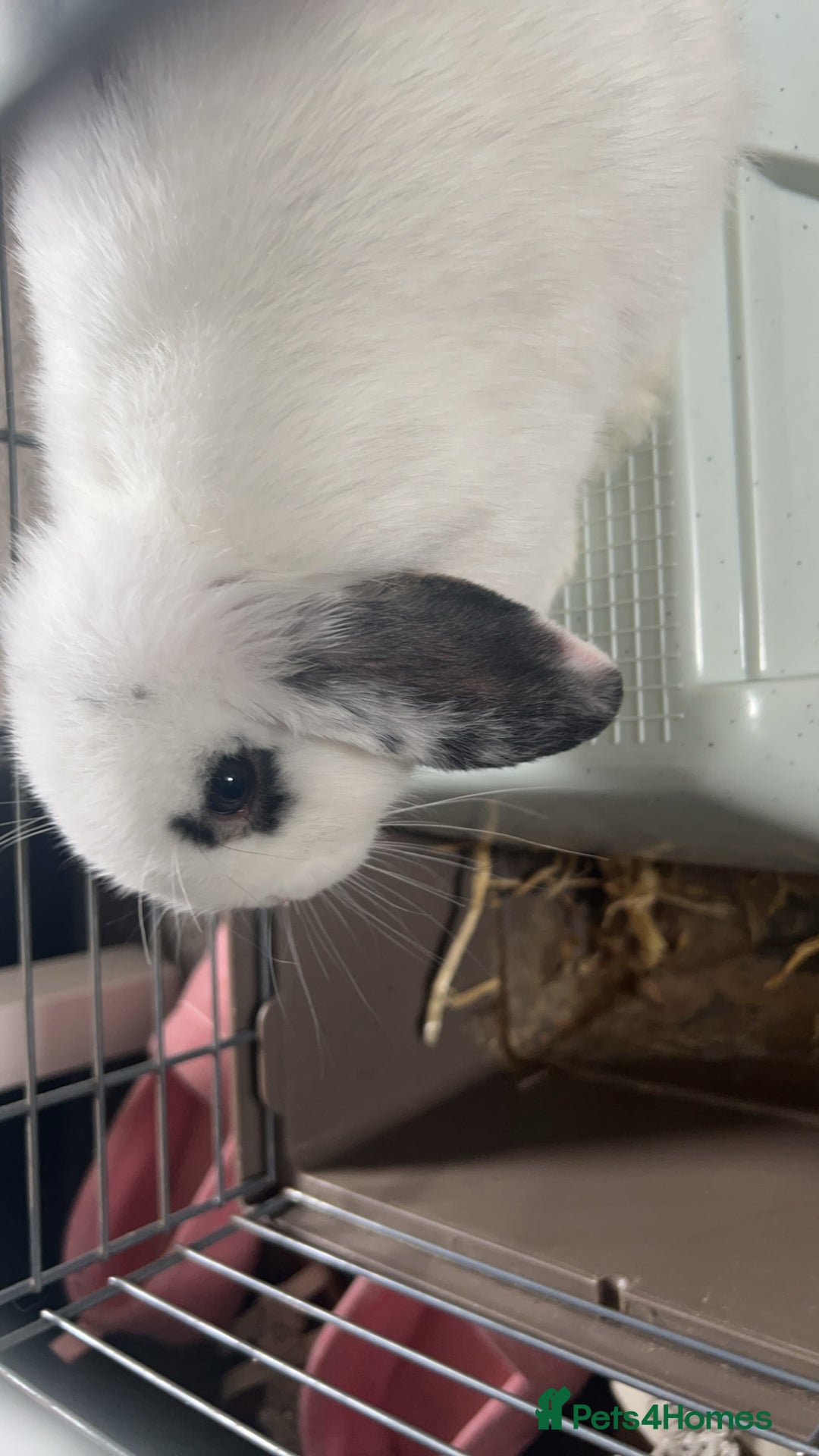 Dwarf Lop rabbits for sale: Male un neutered dwarf lop in Bishop Auckland - Image 5