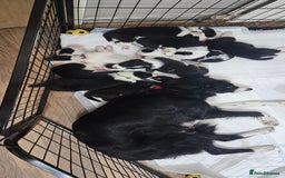 Border Collie dogs for sale: Border collie puppies for sale  - Image 3