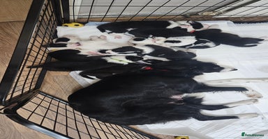 Border Collie dogs - Advert 7