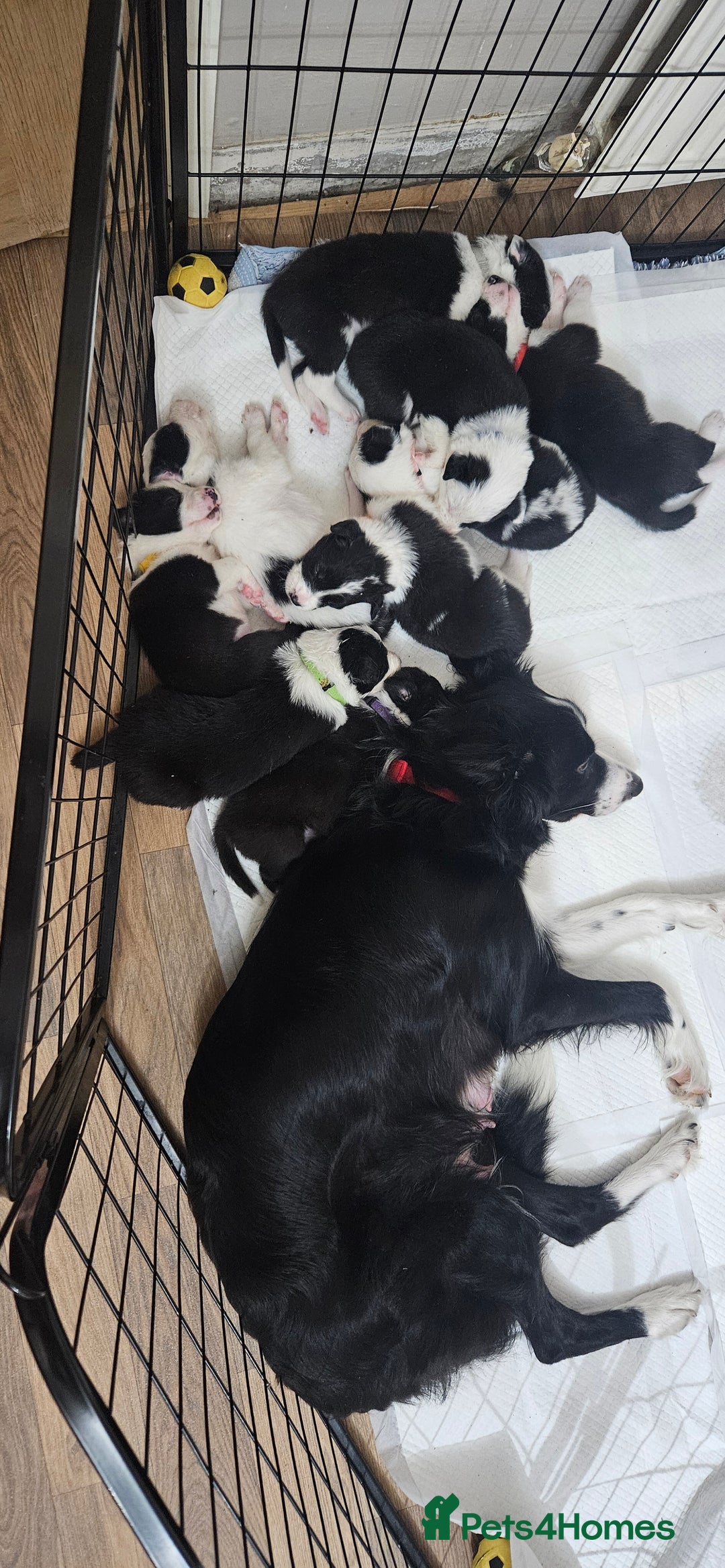 Border Collie dogs for sale: Border collie puppies for sale  - Image 3