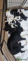 Border Collie dogs - Advert 11