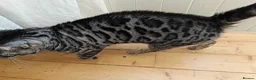 Bengal cats for sale: Bengal female seeking loving home - Advert 3
