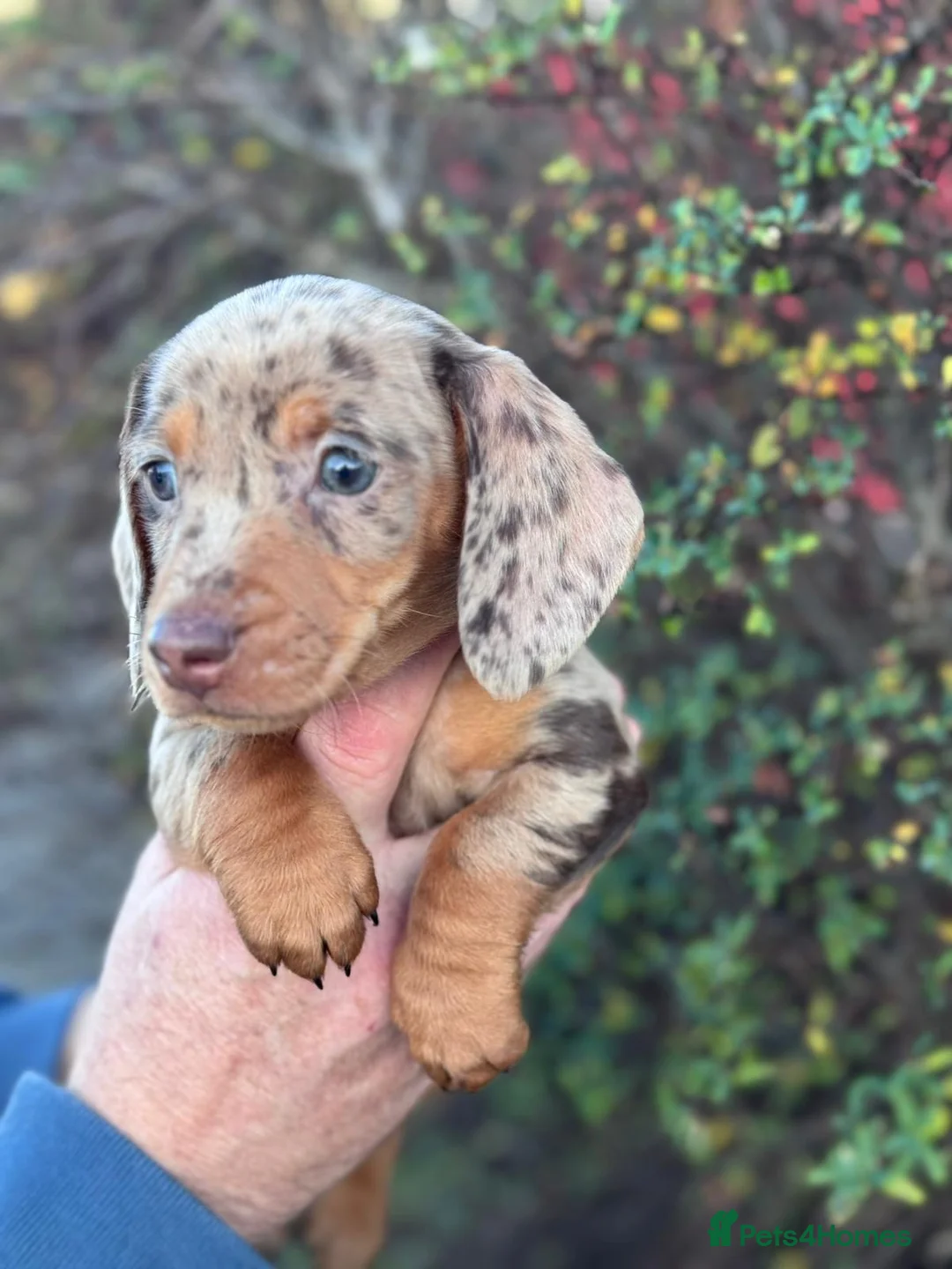 Miniature Dachshund dogs for sale: Miniature daushand  - Advert 16