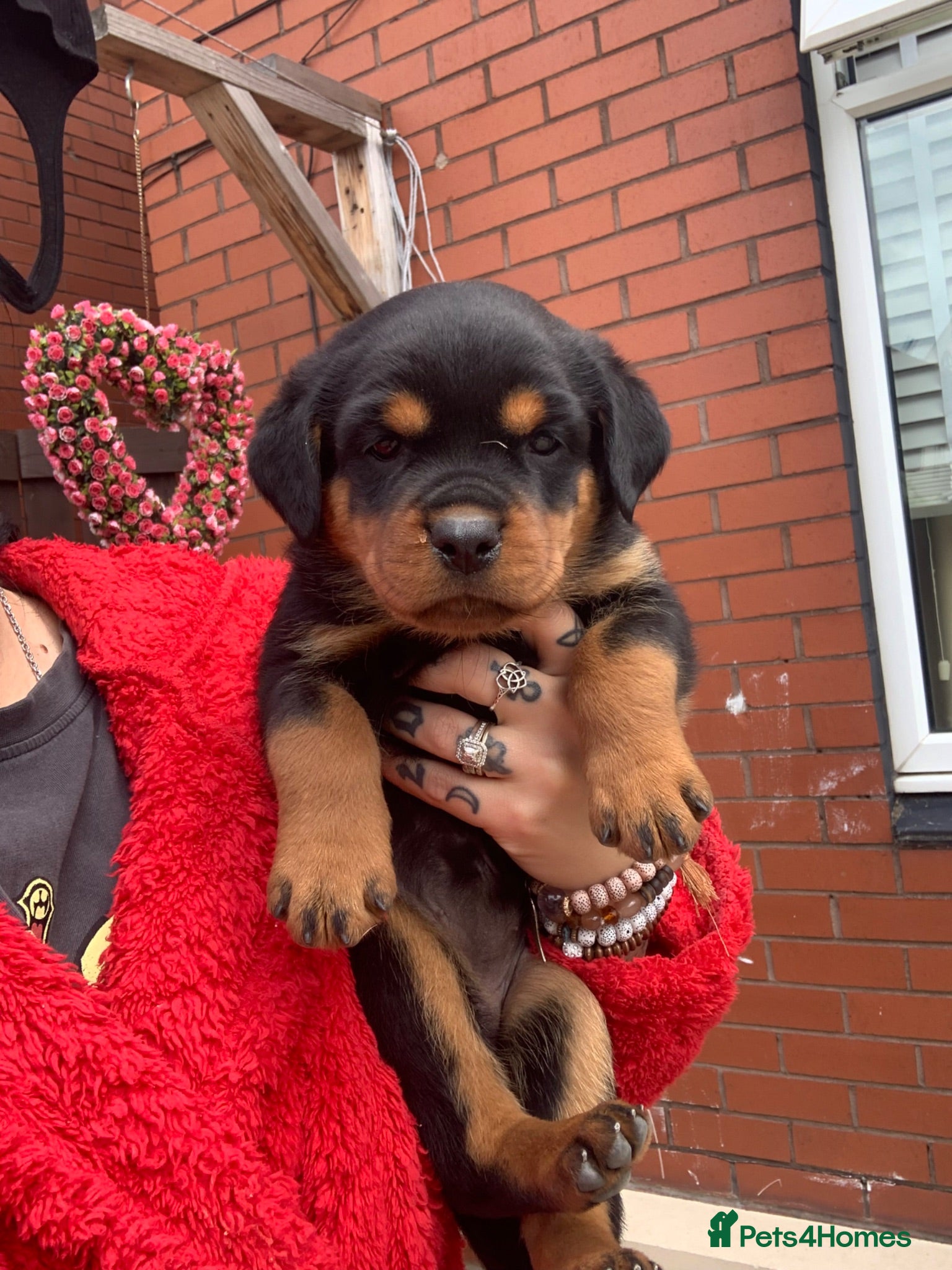 Rottweiler dogs AMAZING PEDIGREE REGISTERED ROTTWEILER PUPPIES - Advert 5