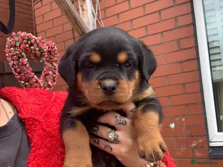 Rottweiler dogs AMAZING PEDIGREE REGISTERED ROTTWEILER PUPPIES - Advert 1