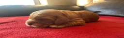 Cocker Spaniel dogs for sale: ⭐️KC Registered Show Cocker Spaniels ⭐️ in Carmarthen - Advert 10